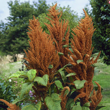 Amaranthus Seeds (Amaranthus cruentus) for a bright addition to the vegetable patch urban garden