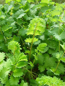 Burnet Salad Plants for colorful blooms in the Herb Garden