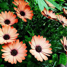 African Daisy Osteospermum Seeds for colorful blooms in the Flower Bed & Urban Garden