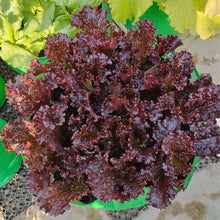 Lollo Rossa Darky Lettuce Seeds for growers stocking a kitchen garden