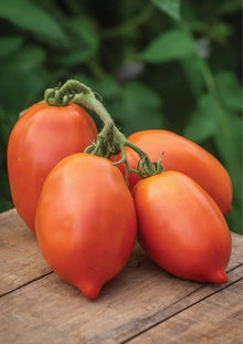 Giallo Grandi Amish Tomato Seeds prized among growers for rich, Sweet Flavor