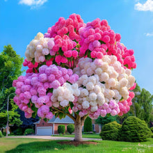 Hydrangea Hell Bi-Color Mix Seeds for vertical growth across the Vibrant Garden Blooms