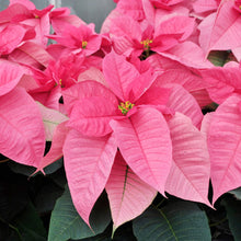 Poinsettia Plants for reliable seasonal color