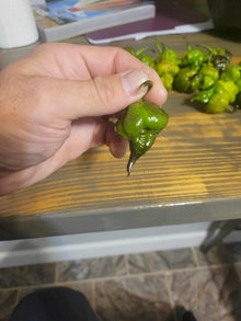 Chile Pepper Seeds (Capsicum chinense) for a reliable harvest in the 7 Pot Evergreen in Home Garden