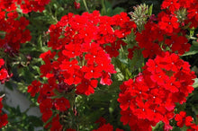 Verbena Scarlet Seeds (Verbena hybrida) for a bright addition to the home garden or hanging baskets