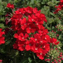 Arkansas Rose Seeds (Rosa arkansana) known for backyard gardening