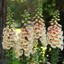 Pelleted Digitalis Dalmation Peach Foxglove Seeds for a sweet addition to the home orchard