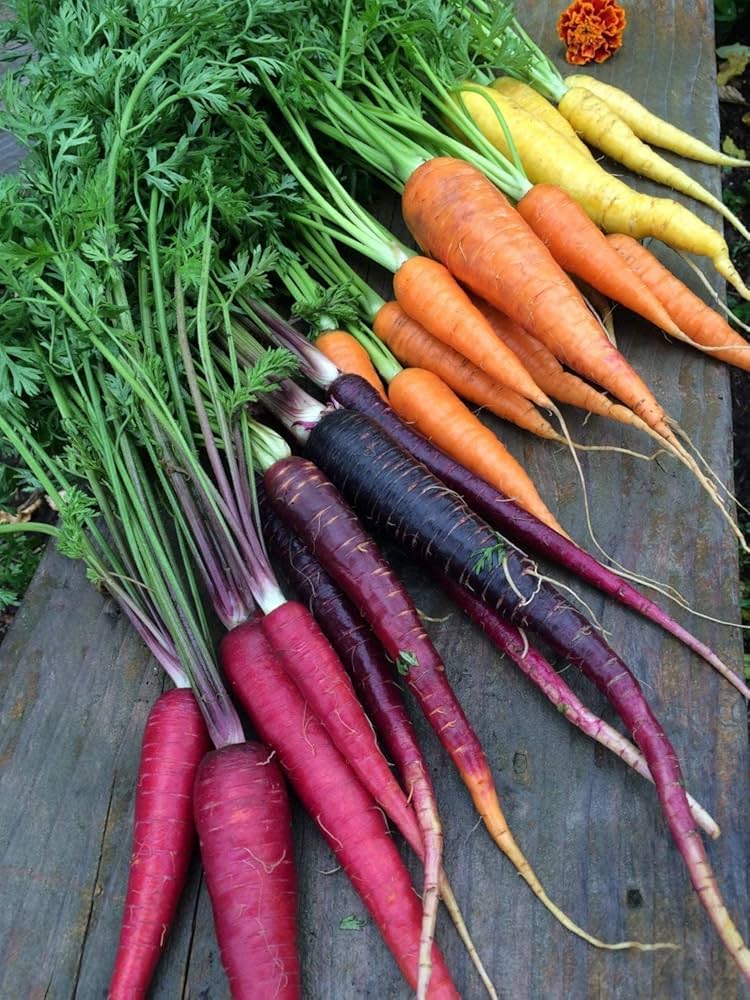 Rainbow Carrot Daucus carota for planting in vegetable patch