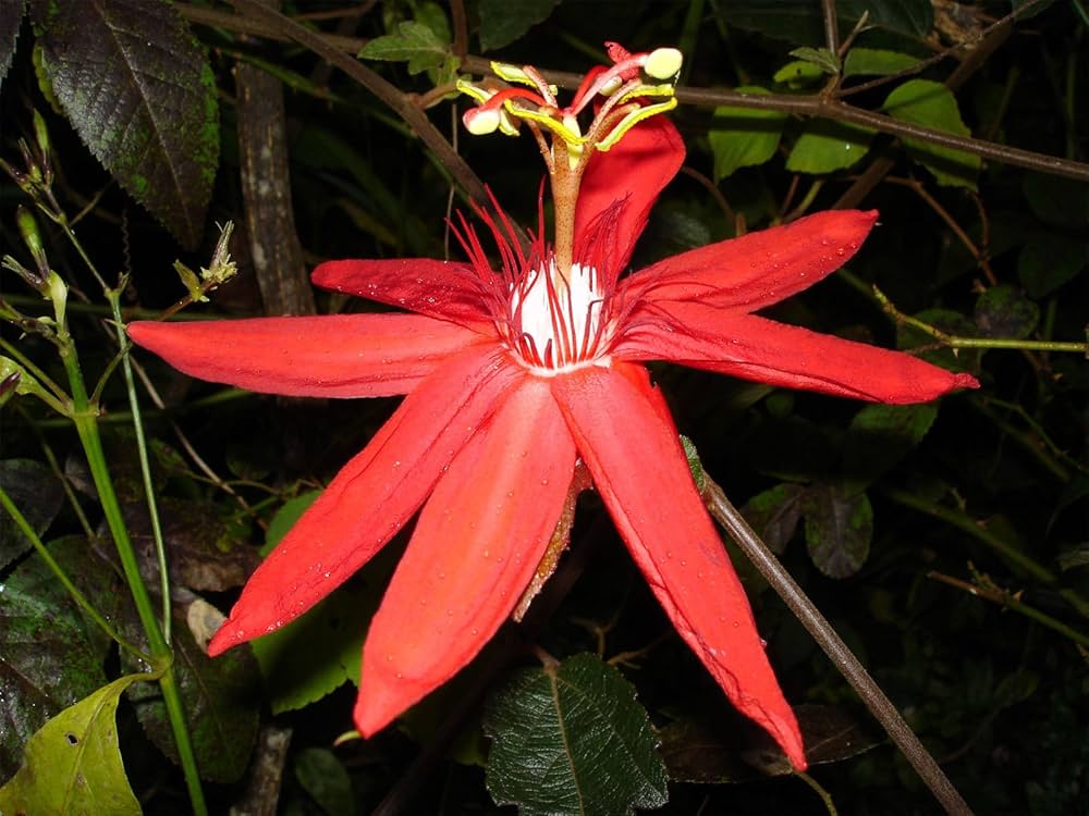 Passiflora Coccinea Passion Seeds for growers wanting a homegrown harvest