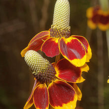 Upright Prairie Coneflower Seeds for seasonal color across the Pollinator Gardens