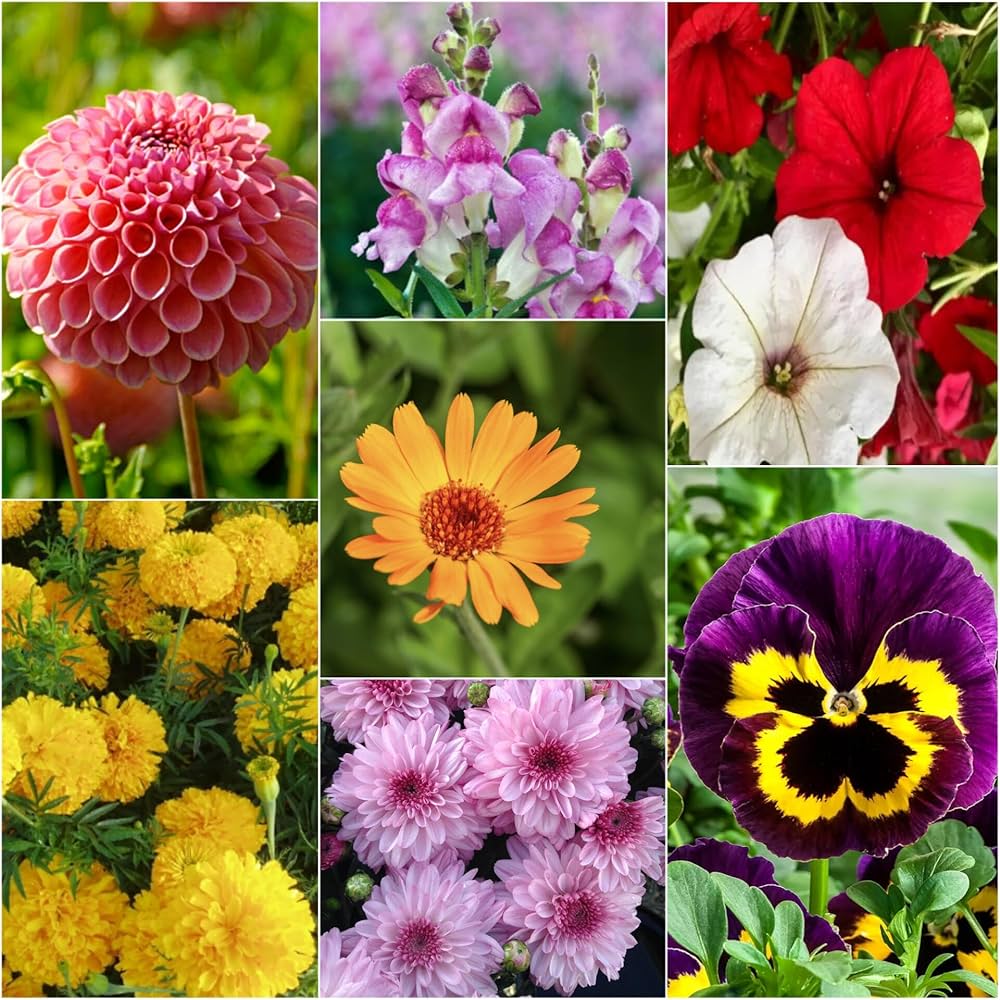 Wand Flower Seeds Colorful