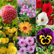 Wand Flower Seeds Colorful