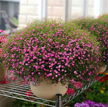 Gypsophila Seeds (Gypsophila elegans) for seasonal color across the indoor pots or garden borders
