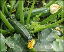 Dark Green Zucchini Summer Squash Seeds for growers stocking the Reliable Garden Yields