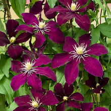 Clematis Clematis Hybrida Seeds for colorful blooms in the Vertical Trellises in Outdoor Spaces
