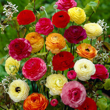 Ranunculus Seeds (Ranunculus asiaticus) for a lasting display in the Flower Container Garden