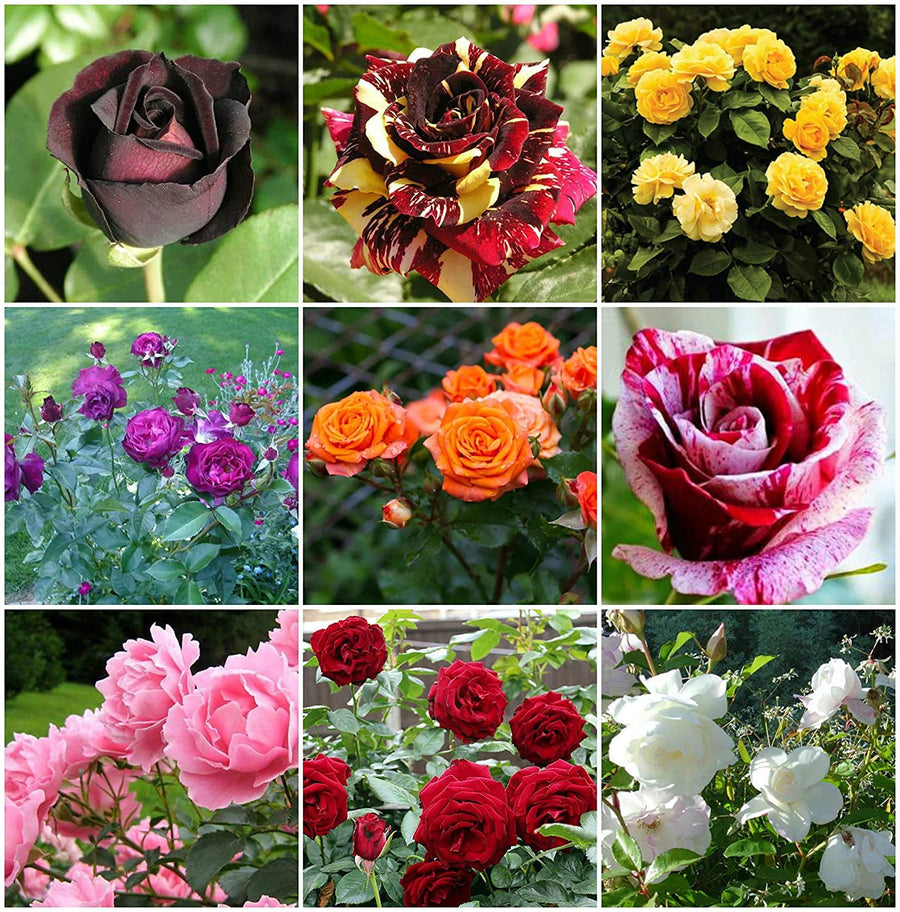 Schöne Agrostemma Rose Plant - for planting in home garden