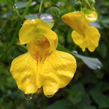 Jewelweed Impatiens Pallida Yellow Native Wildflower Seeds for a lasting display in the Pollinator Natural Areas