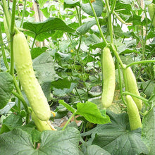 DAR Cucumber seeds