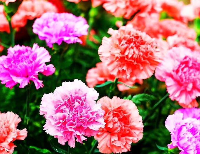 Carnation Multicolor Carnation Flower - for planting in home garden