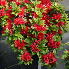 Azalea Seeds (Rhododendron spp.) for a bright addition to the Flower Bed