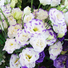 Eustoma Seeds for reliable seasonal color