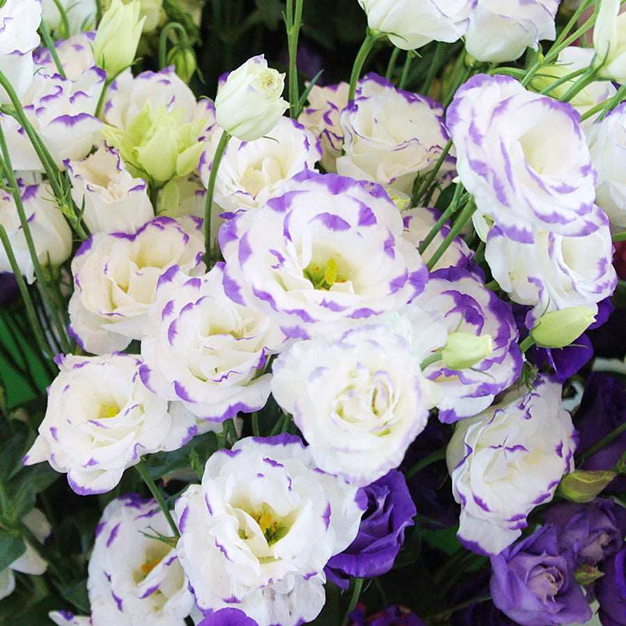 Eustoma Seeds for reliable seasonal color