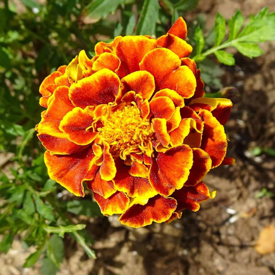 Strawflower plant Xerochrysum bracteatum yellow seeds for planting in home gardens or dried flower arrangements