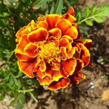 French Marigold Orange Perennial Seeds for growers wanting a homegrown harvest