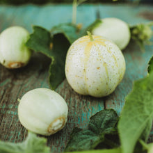 LEMON CUCUMBER Heirloom Seeds for growers stocking the Non-GMO Garden Vegetables