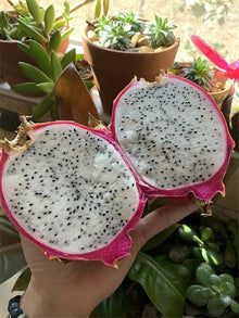 White Pitaya Hylocereus undulatus Britt Seeds