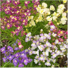 Lindaria Licilia Flower Mix Seeds for a colorful addition to any planting