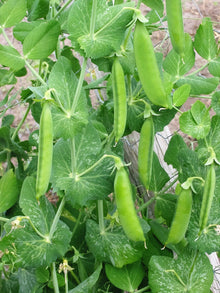 Sugar Snap Pea Seeds (Pisum sativum) for productive rows in the Vegetable Patch