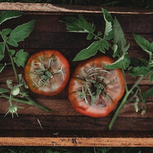 Costoluto Genovese Tomato Seeds for growers stocking a kitchen garden
