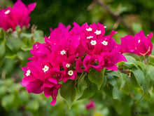 Bougainvillea Seeds (Bougainvillea spp.) for colorful blooms in the Flower Bed