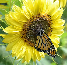 Sunflower Lemon Queen Seeds known for bright Yellow Blooms