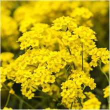 Alyssum Mountain Gold Seeds for seasonal color across the Rock Garden