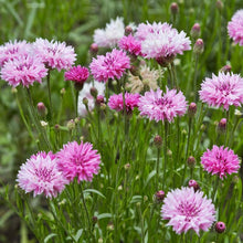 Bachelor Button Tall Pink Seeds for growers seeking a long-blooming display