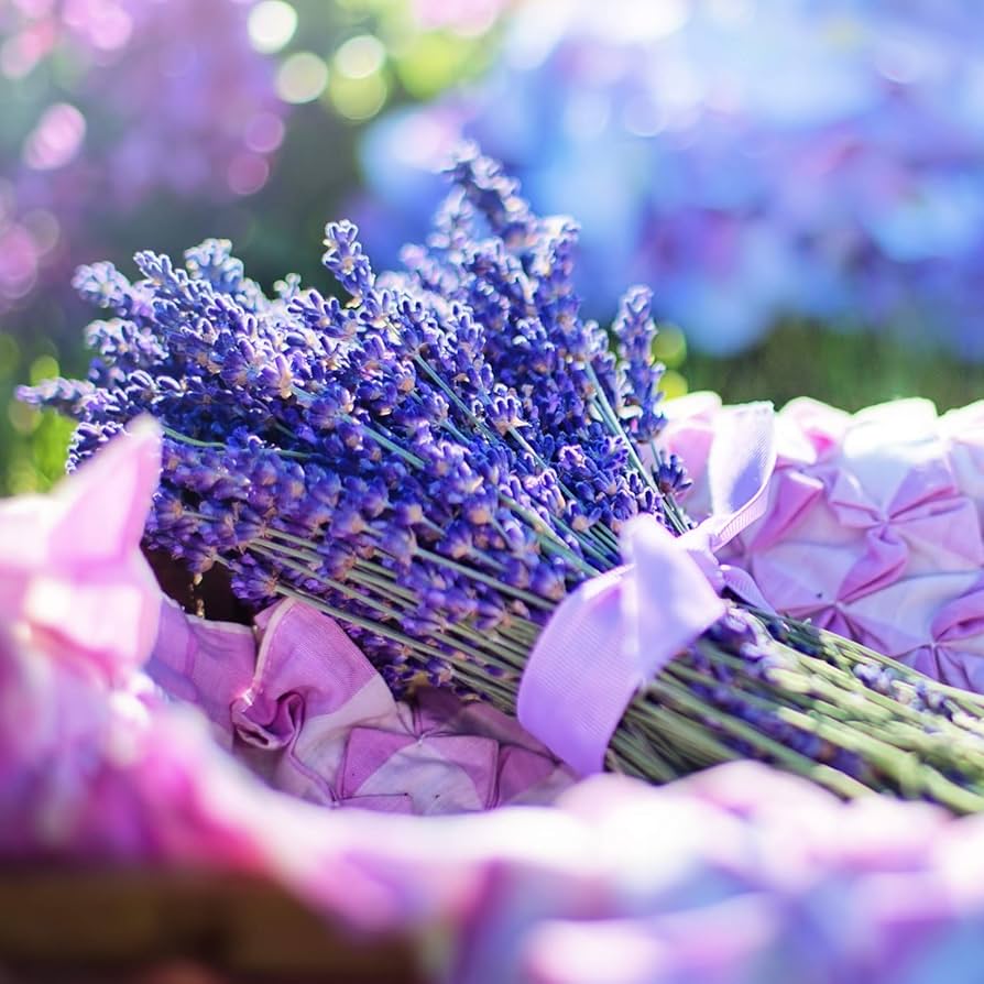 English Lavender seeds for garden and medicinal planting