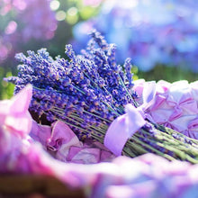 English Lavender seeds for garden and medicinal planting
