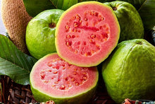 Guava Tree Seeds for a sweet addition to the home orchard
