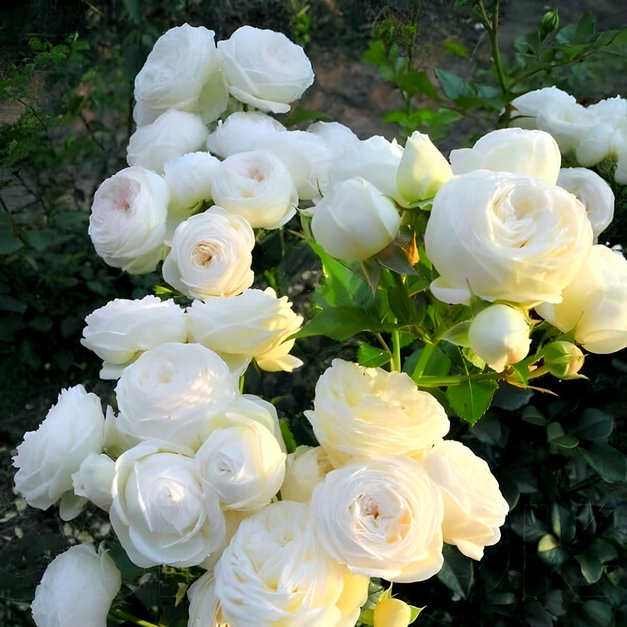 White rose flower seeds