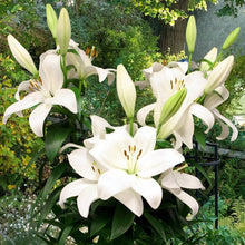 Lily Seeds (Lilium candidum) for a bright addition to the home garden or seasonal flower borders