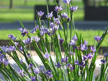 Blue-Eyed Grass Sisyrinchium Seeds for filling out open ground