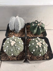 Astrophytum Super-KABUTO Seeds (REDFlowersSAMEN seltenen) for reliable seasonal color