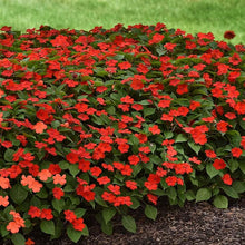 Bright Red Adonis Seeds for a colorful addition to any planting