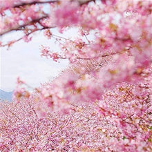 Cherry Blossom Seeds for a sweet addition to the home orchard
