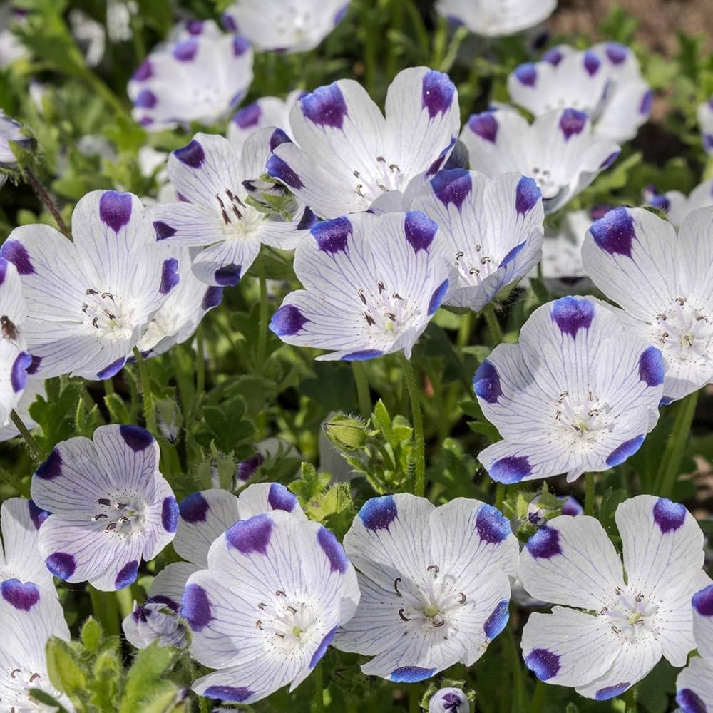 Five Spot Nemophila maculata flower seeds for planting in backyard flower beds and home garden containers - for planting in home garden