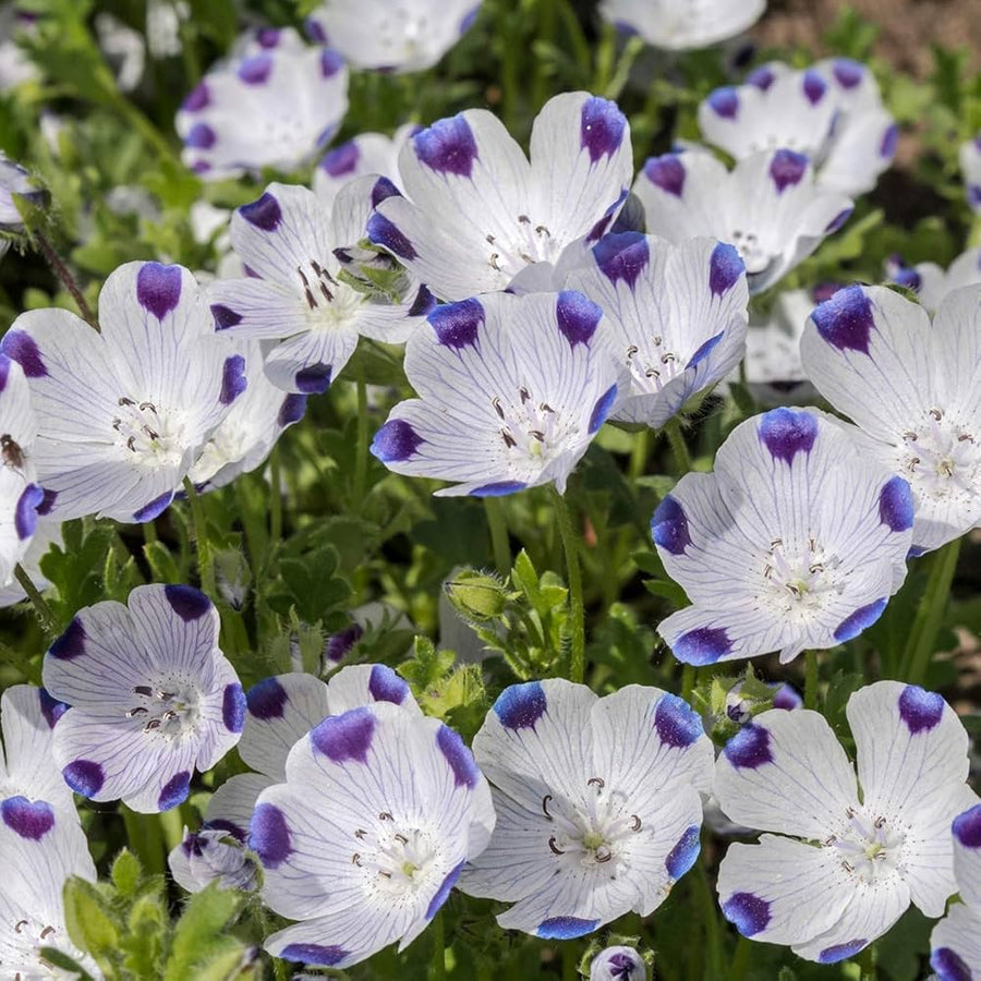 Five Spot Nemophila maculata flower seeds for planting in backyard flower beds and home garden containers - for planting in home garden
