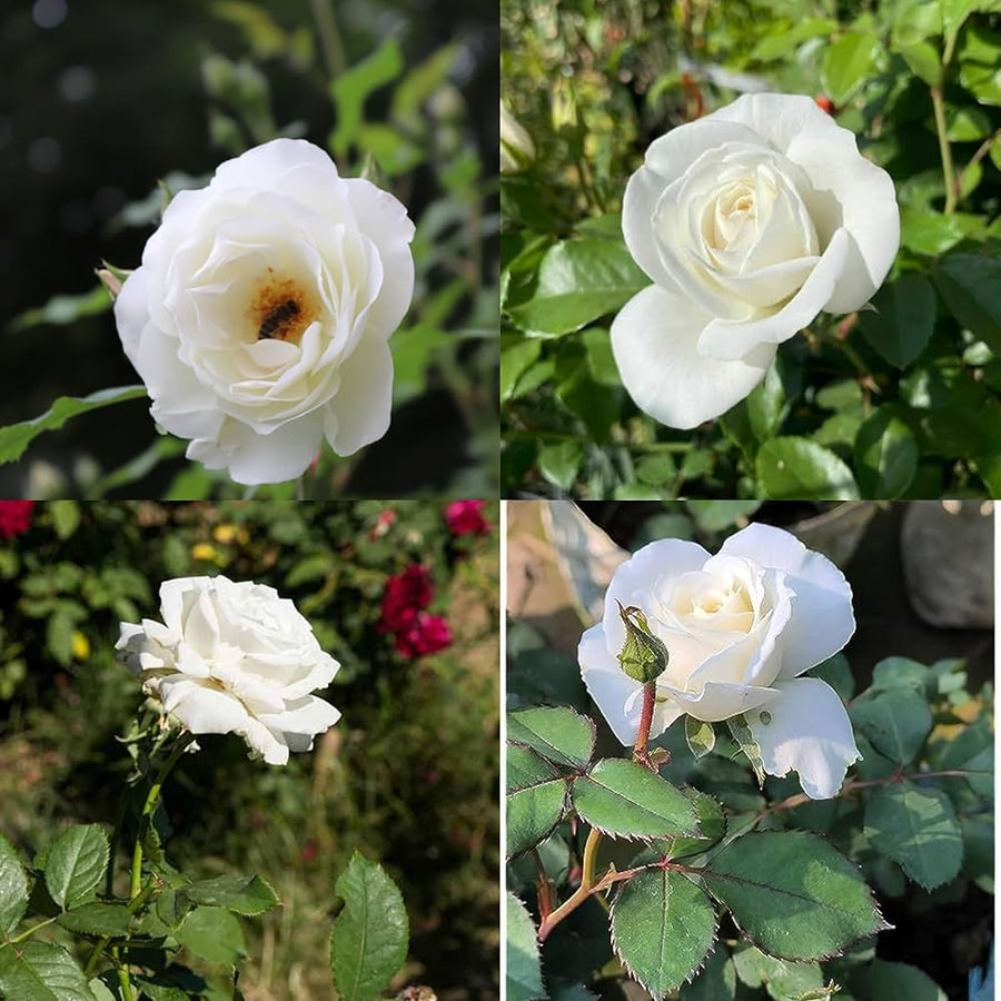 White and light green rose flower seeds